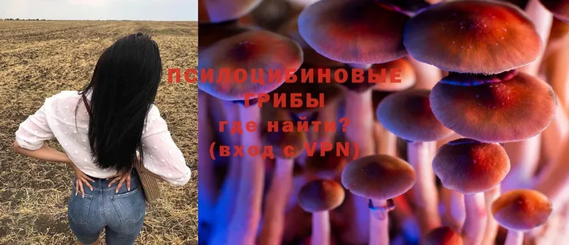 Галлюциногенные грибы Psilocybe Владикавказ